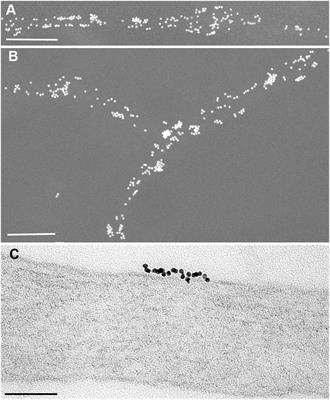 Thy-1, a Pathfinder Protein for the Post-genomic Era